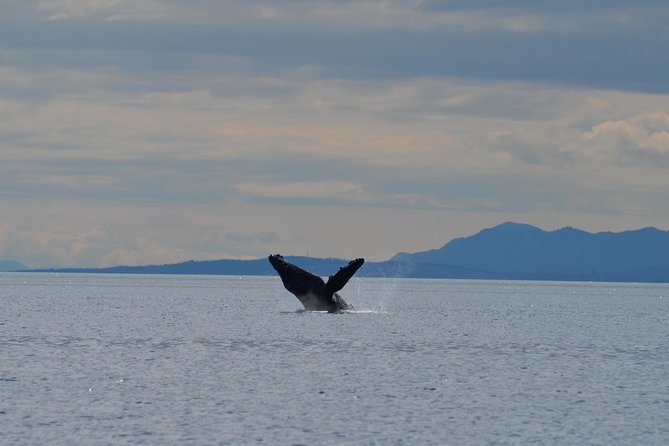 British Columbia: Salish Sea Half-Day Whale and Wildlife Tour  – Vancouver Island