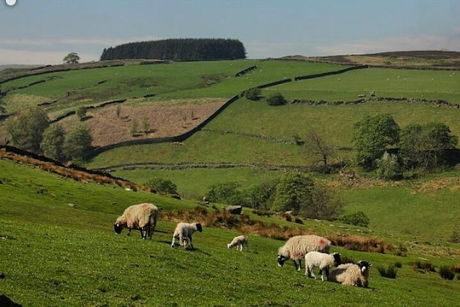 Bronte Country and Yorkshire Dales Private Day Trip From York