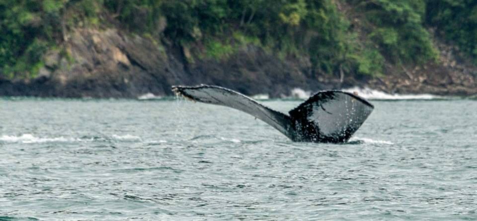 1 buenaventura pacific coast whale watching tour Buenaventura: Pacific Coast Whale Watching Tour