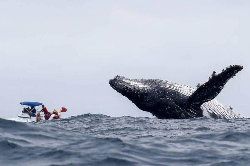 1 buenaventura whale watching trip with overnight stay Buenaventura: Whale Watching Trip With Overnight Stay