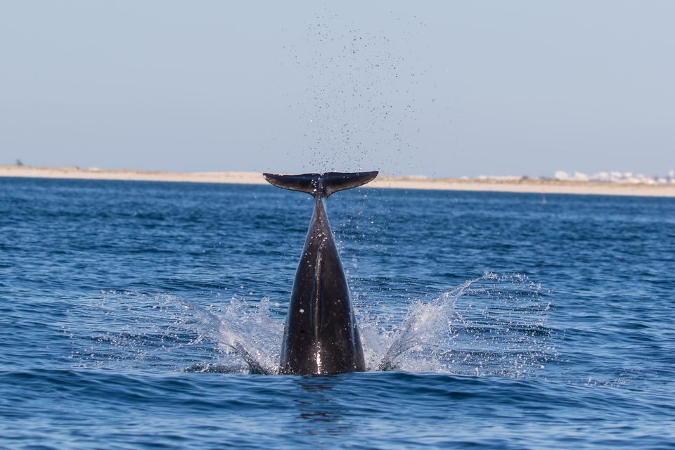 Cabanas De Tavira: Dolphin Watching Boat Tour