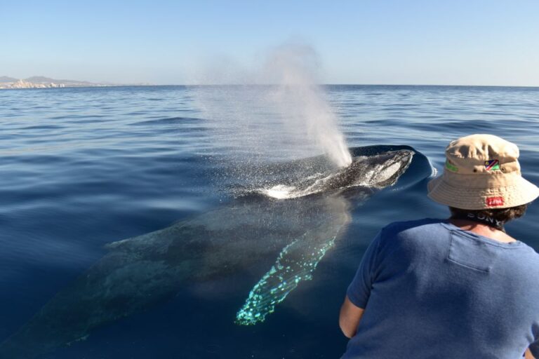 Cabo: 2-Hour Whale Watching Boat Ride With Free Pictures