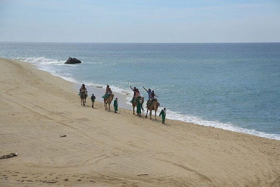 1 cabo camel ride on the beach Cabo: Camel Ride On The Beach