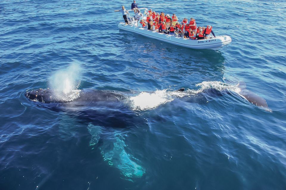 Cabo San Lucas: 2-Hour Whale Watching Adventure - Experience Highlights to Look Forward to