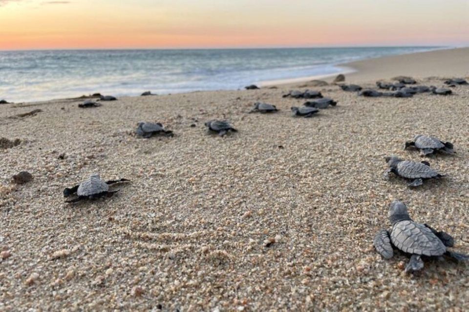 1 cabo san lucas combo sea turtle release and atv Cabo San Lucas: Combo Sea Turtle Release and ATV Experience