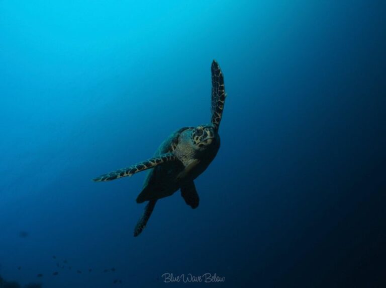 Cabo San Lucas: Corridor Dive Experience