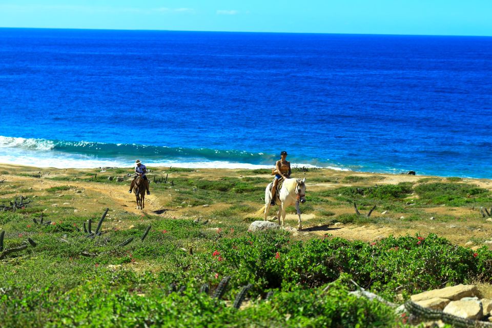 Cabo San Lucas: Horseback Riding Migriño - Highlights of the Tour