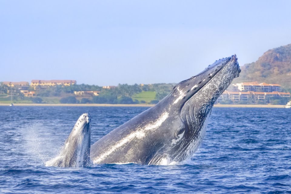 1 cabo san lucas luxury catamaran whale watching Cabo San Lucas: Luxury Catamaran Whale Watching Experience