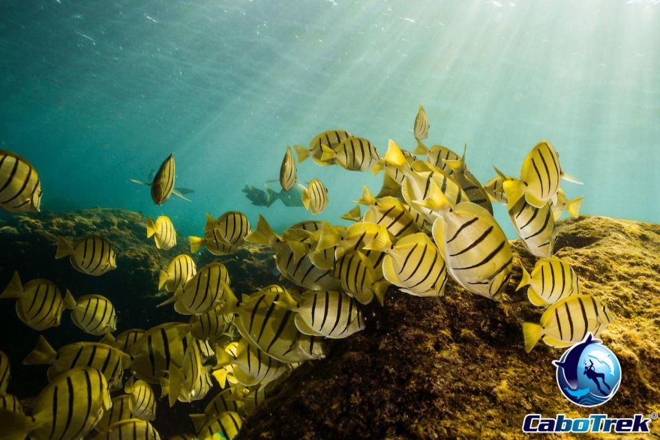 1 cabo san lucas private snorkeling tour Cabo San Lucas Private Snorkeling Tour