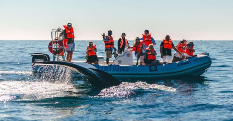 Cabo San Lucas: Up Close Whale Watching Small Group Tour
