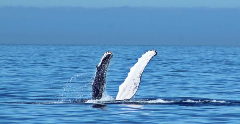 Cabo San Lucas: Whale Watching Experience on Catamaran