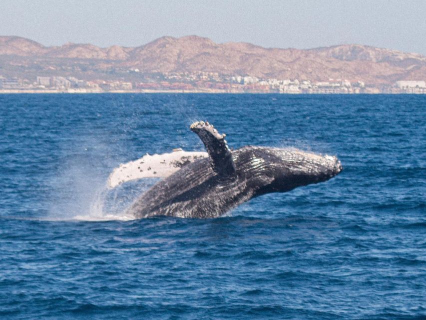 1 cabo san lucas whale watching tour with buffet open bar Cabo San Lucas: Whale Watching Tour With Buffet & Open Bar