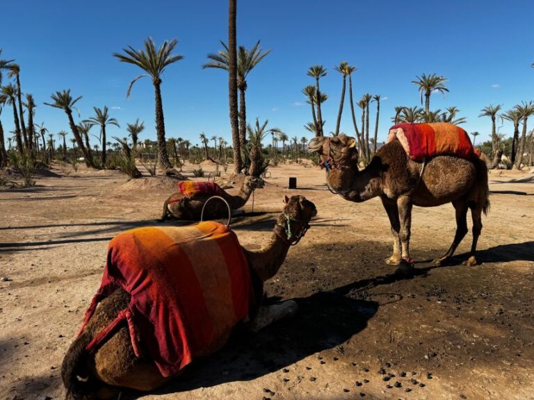 Camel Ride Marrakech With Lunch ( Local Restaurant)