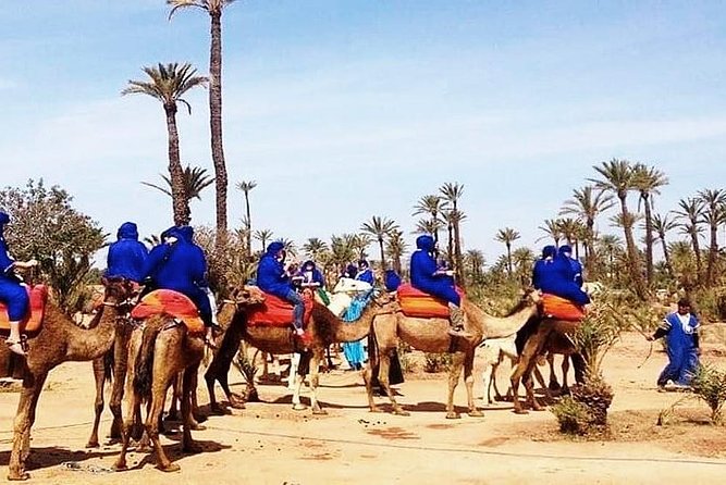 1 camel ride on the palm grove marrakech Camel Ride on the Palm Grove Marrakech