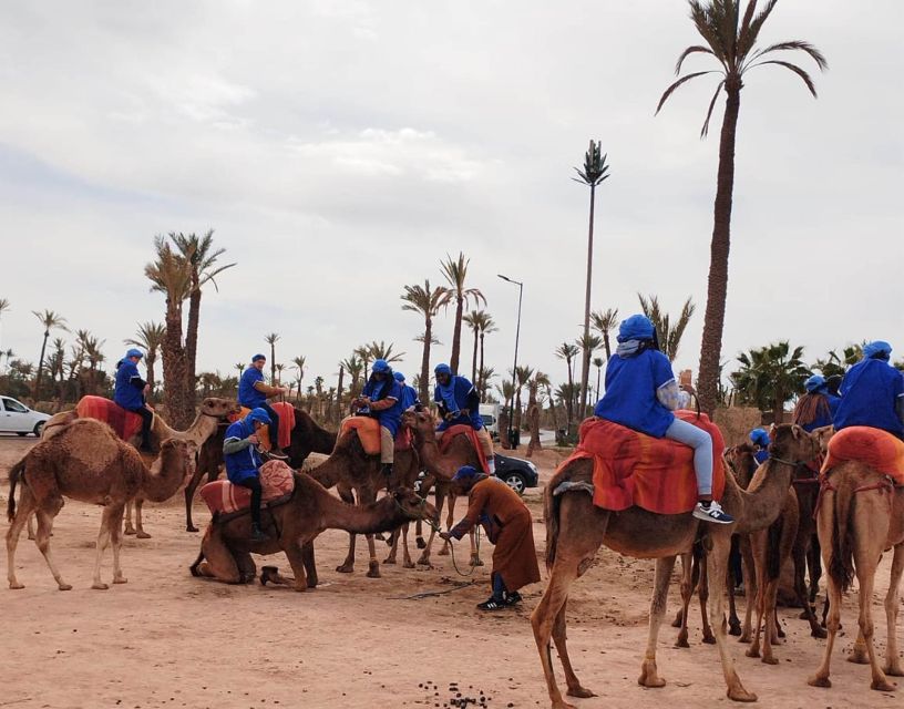 1 camel ride visit marrakesh jewish quarter berber market Camel Ride & Visit Marrakesh Jewish Quarter (Berber Market)