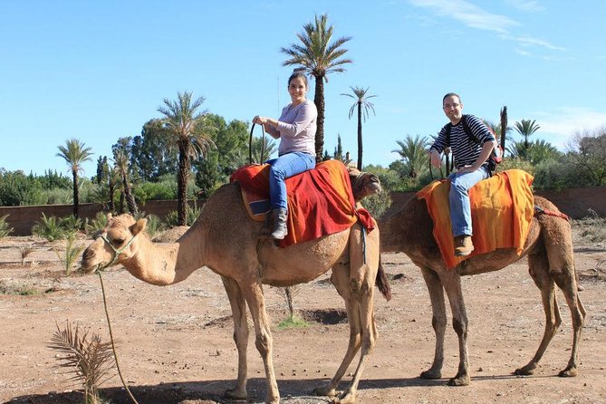Camel Trekking Through Marrakeshs Palm Grove