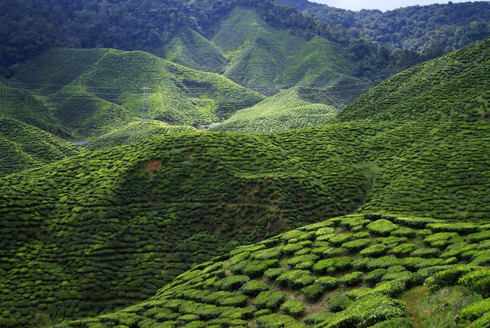 1 cameron highlands 1 day tour from kuala lumpur Cameron Highlands 1 Day Tour From Kuala Lumpur