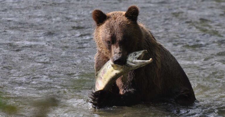 Campbell River: Bute Inlet Grizzly-Watching Tour & Boat Ride