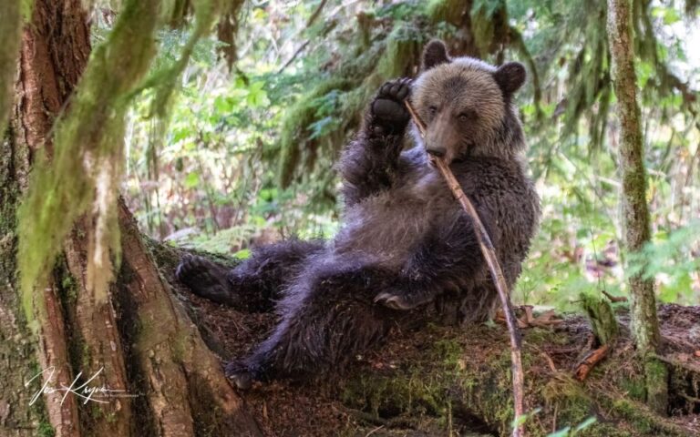 Campbell River: Full-Day Grizzly Bear Tour