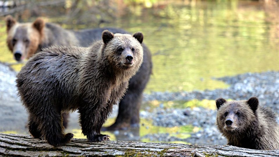 1 campbell river grizzly bear watching tour with lunch Campbell River: Grizzly Bear-Watching Tour With Lunch