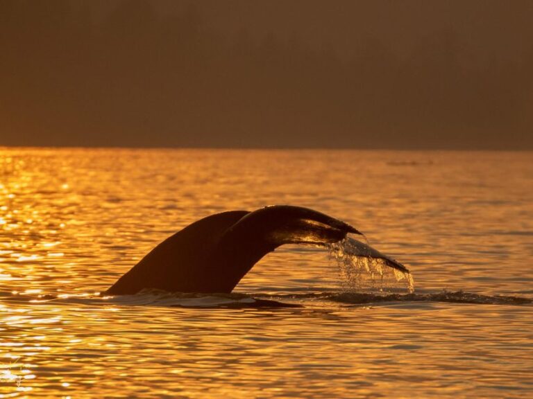 Campbell River: Scenic Sunset Tour By Boat