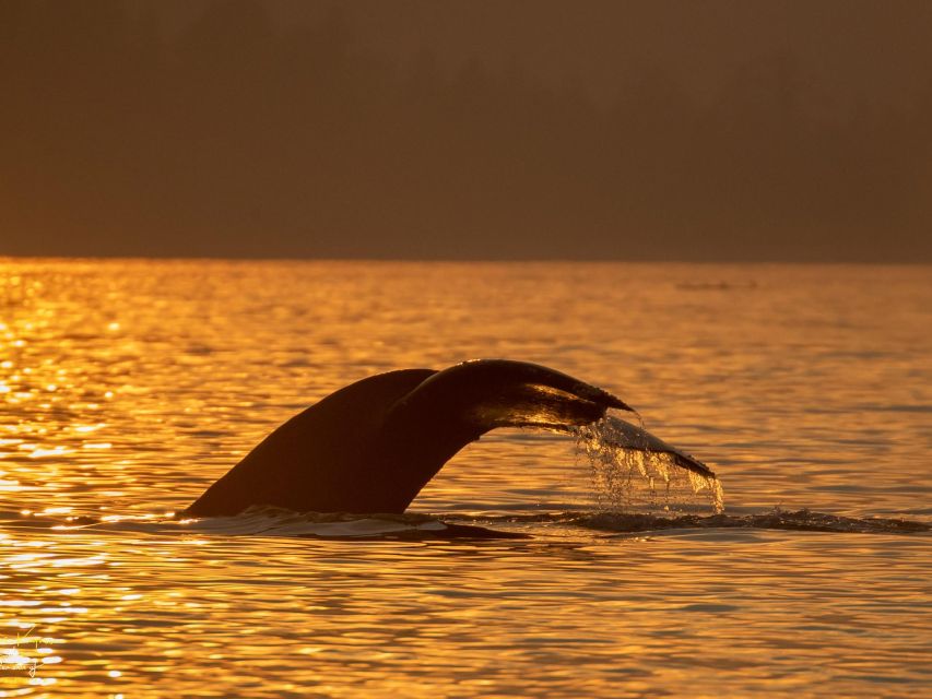1 campbell river scenic sunset tour by boat Campbell River: Scenic Sunset Tour By Boat