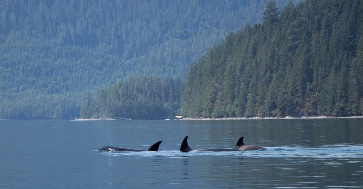 1 campbell river whale watching cruise with lunch Campbell River: Whale Watching Cruise With Lunch