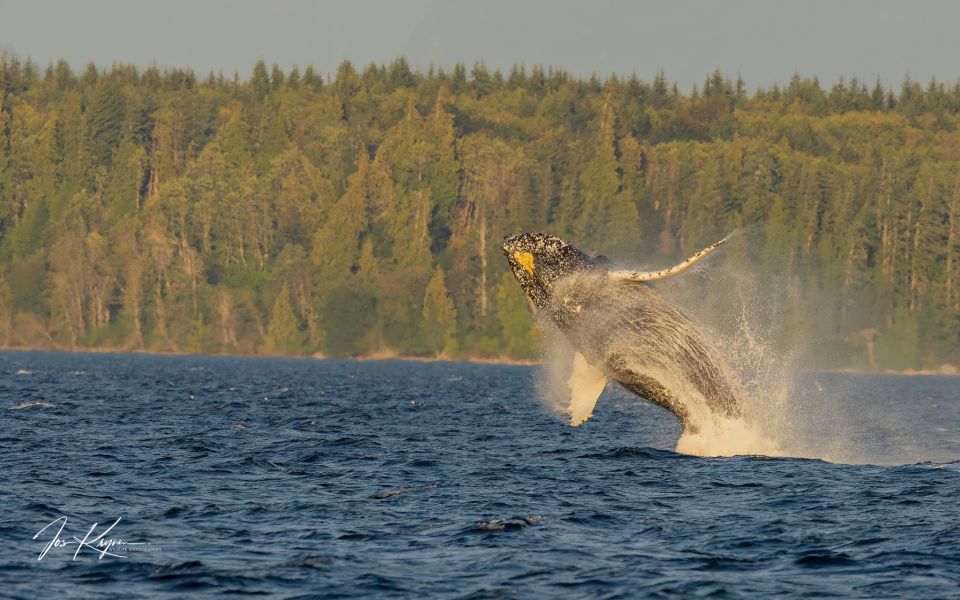 1 campbell river whale watching zodiac boat tour with lunch Campbell River: Whale Watching Zodiac Boat Tour With Lunch