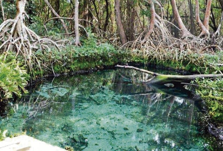 1 campeche mangrove tour Campeche: Mangrove Tour