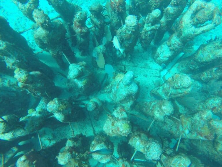 Cancun: 3-Hour Snorkel at Sunken Ship & Coral Reef