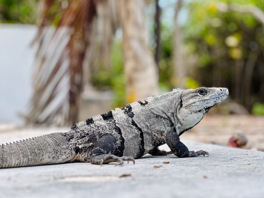 1 cancun contoy island with lunch and open bar Cancun: Contoy Island With Lunch and Open Bar