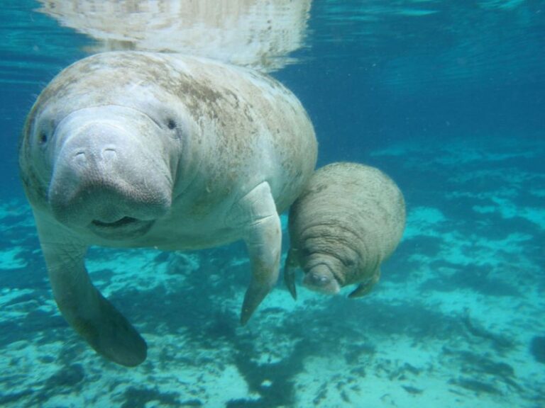 Cancún: Manatee Encounter on Isla Mujeres With Buffet Lunch
