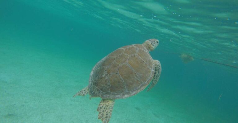 Cancún: Snorkeling With Marine Turtles and Cenote Swim