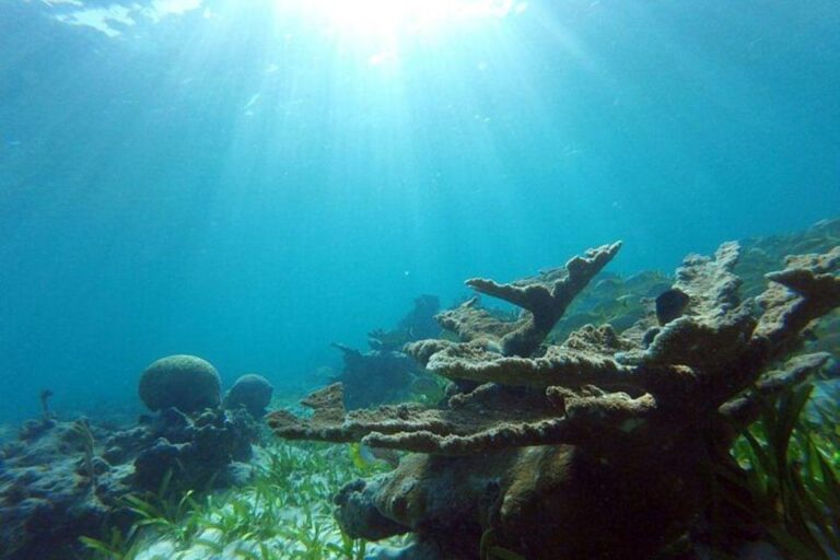 Cancun: Swim With Turtles, Reef, Underwater Museum Tour