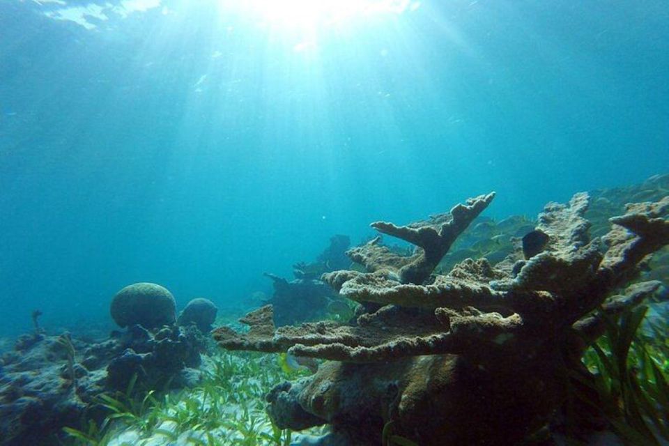 1 cancun swim with turtles reef underwater museum tour Cancun: Swim With Turtles, Reef, Underwater Museum Tour