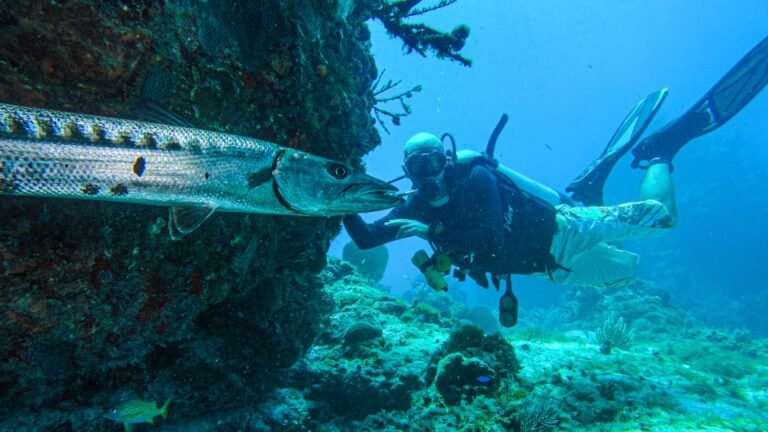 Cancún: Wreck and Reef for Certified Scuba Divers