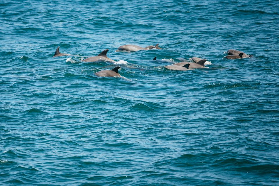 1 cape may jersey shore whale and dolphin watching cruise Cape May: Jersey Shore Whale and Dolphin Watching Cruise