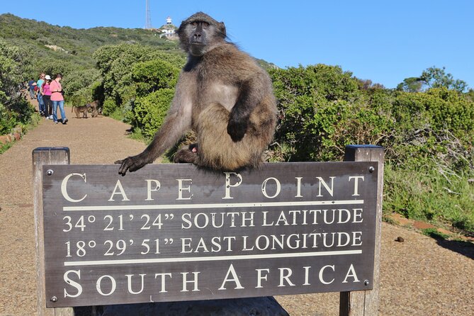 Cape of Good Hope & Penguins Small Group Tour From Cape Town