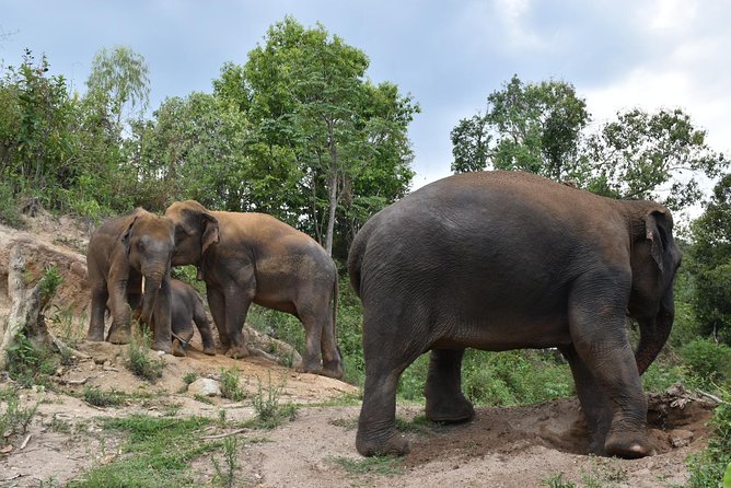 Care Pride Elephants: Full-Day Tour Experience