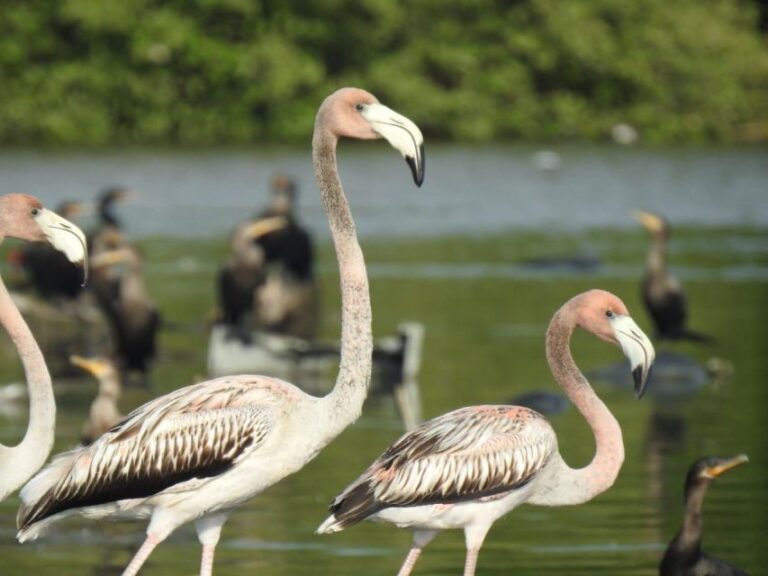 Cartagena, Colombia: Sail in the Mangrove in a Typical Canoe