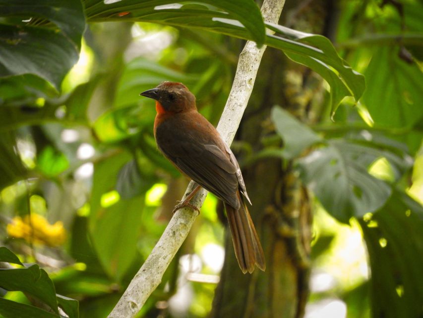 1 cartagena private bird watching tour with breakfast Cartagena: Private Bird-Watching Tour With Breakfast