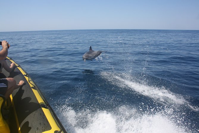 Caves and Dolphin Watching Cruise From Albufeira