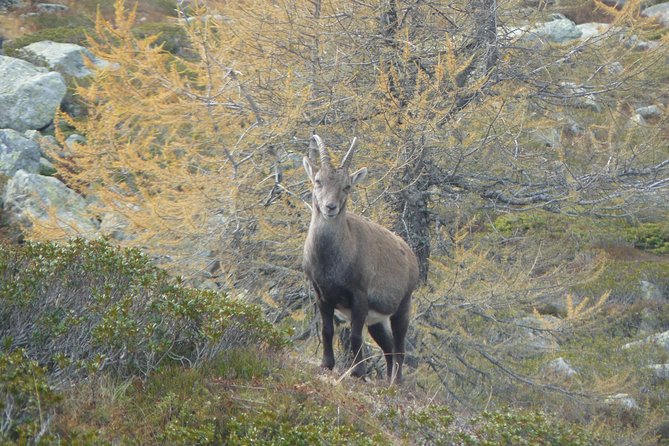 Chamois Observation – Hiking Day