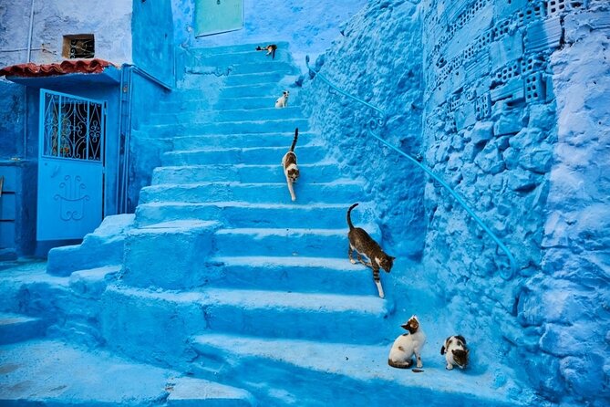 Chefchaouen Day Trip From Seville - Transportation Options