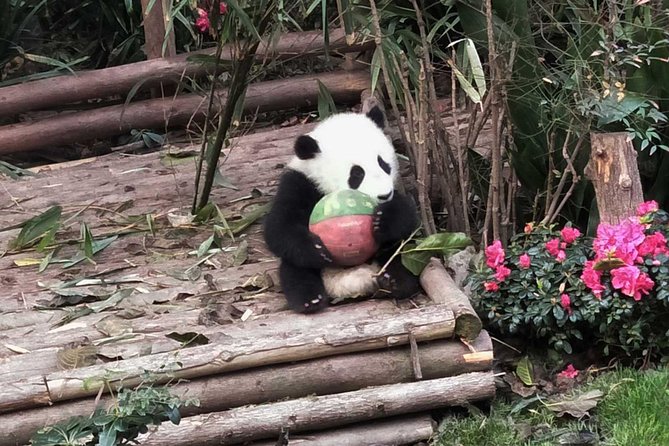 Chengdu Panda Base Half Day Tour