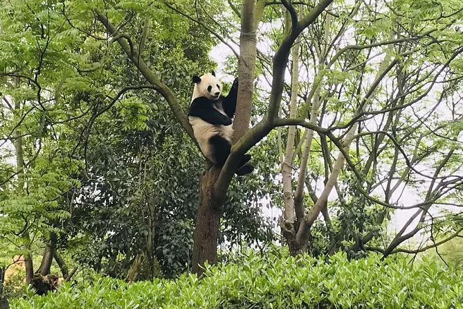 Chengdu Panda Research Center Half Day Trip