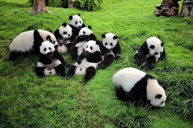 1 chengdu private day tour to panda base with optional volunteer Chengdu Private Day Tour to Panda Base With Optional Volunteer