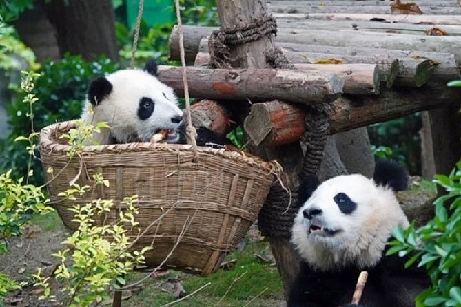 Chengdu Private Full Day Panda Breeding Center and Sanxingdui Museum Tour