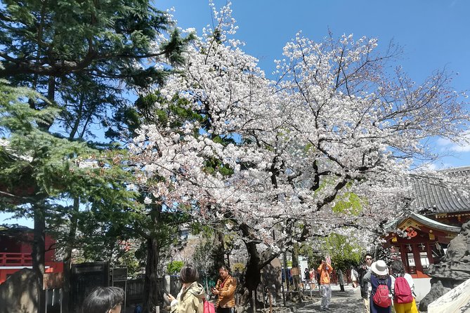 1 cherry blossom highlights asakusa ueno meiji shrine Cherry Blossom Highlights, Asakusa, Ueno & Meiji Shrine