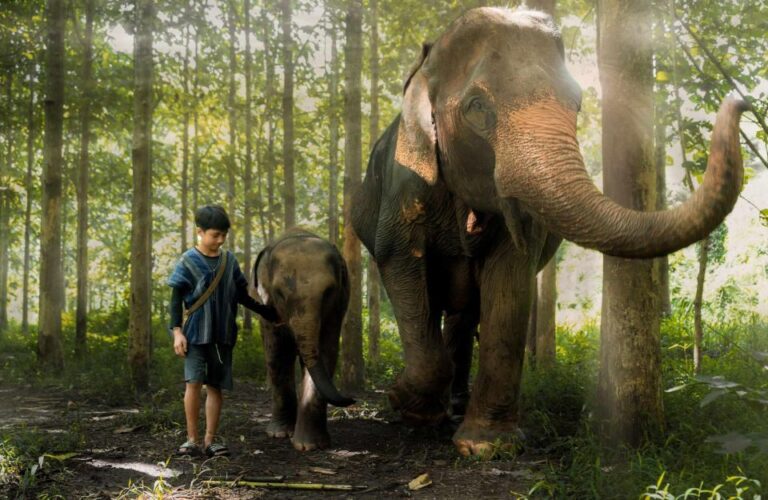 Chiang Mai : Elephant Care Elephant Eco Park